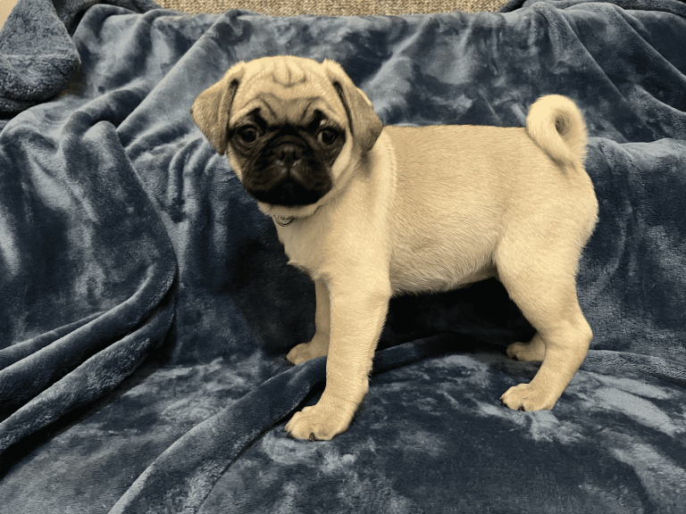 IMG 2779 copy optimized 2000 768x576