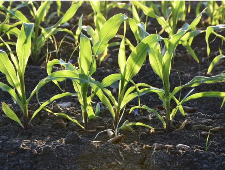 Soil Testing and Garden Amendments – Crafting the Perfect Soil